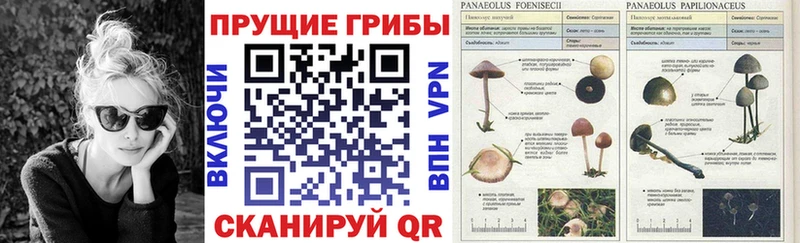 продажа наркотиков  Арск  MEGA как войти  Галлюциногенные грибы MAGIC MUSHROOMS 